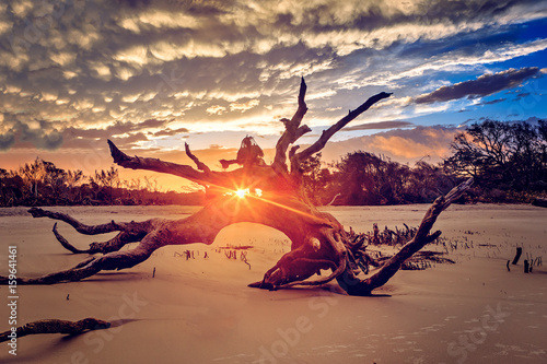 Driftwood Beach, Jekyll Island, GA photo