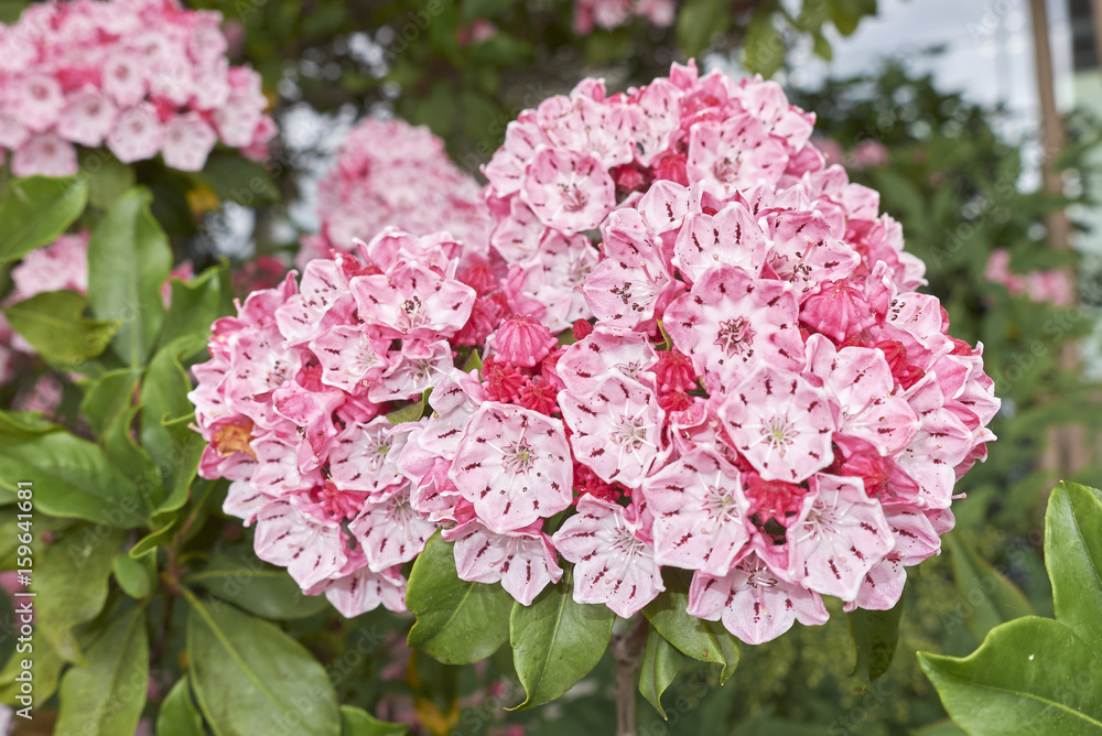 Kalmia latifolia Kalmia latifolia