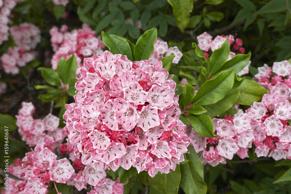 Kalmia latifolia Kalmia latifolia