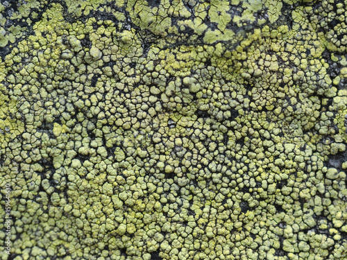 Lichens of green and black color on the stone,the granite.