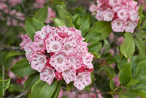 Kalmia latifolia photo