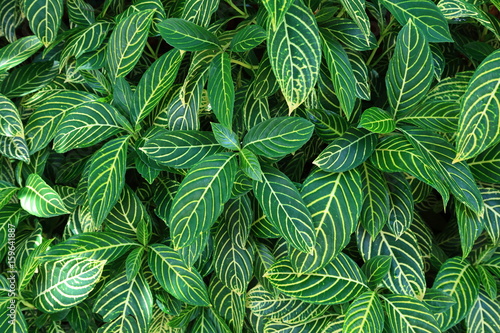 Foto bush of Sanchezia speciosa Leonard leaf