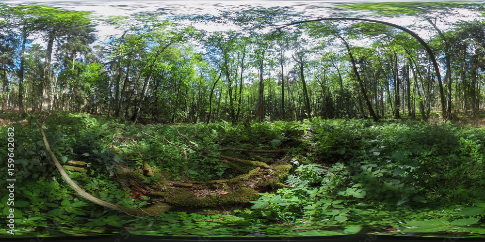 Naklejka premium 360 stopni sferyczna panorama piękny europejski las w lecie z niebieskim niebem