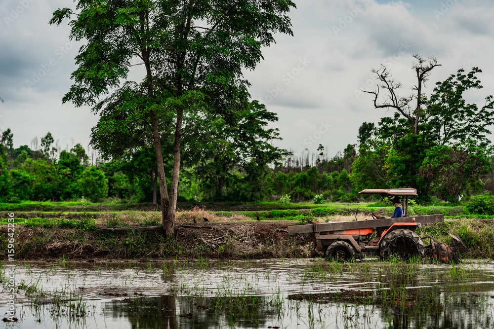 Thai farmer plowing the land before rice farming season.