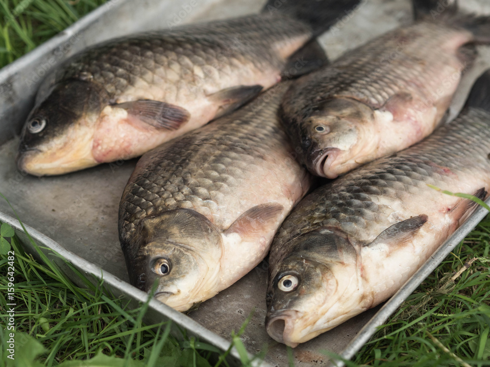 Metal tray with fresh river fish carp on green grass Metal tray with fresh river fish carp on green grass