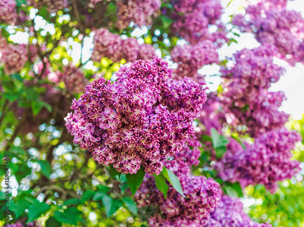 Obraz premium Blooming lilac on a sunny day