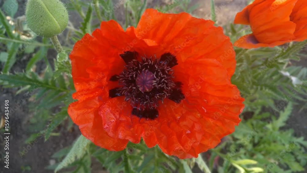 Poppy head flower with rain water drops swaying in the wind close up. Bee flying off from red flower. Footage will work great for any videos dealing with planting of greenery,  relaxation, parks