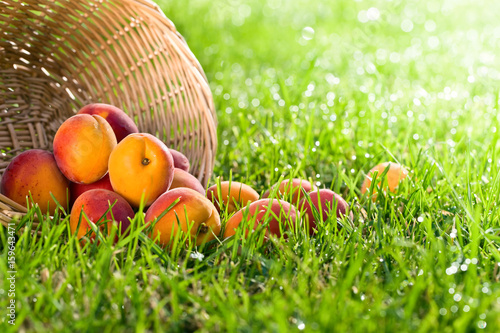 Basket with fresh juicy apricots on a green grass .