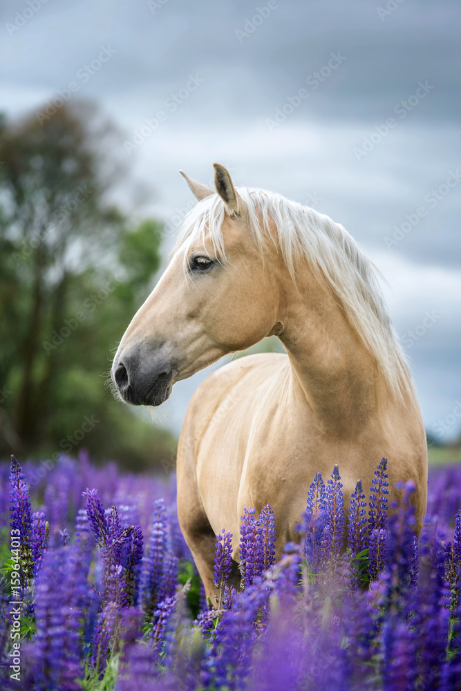 Fototapeta premium Pionowy portret konia Palomino wśród łubinowych kwiatów.