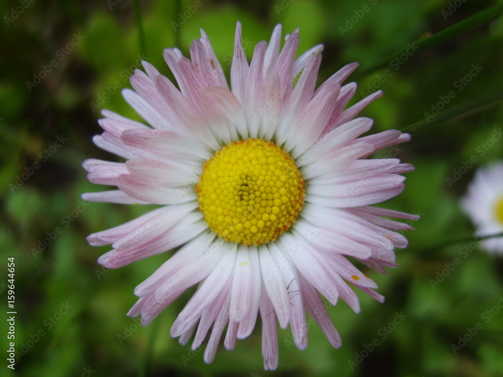Obraz premium Pink daisy