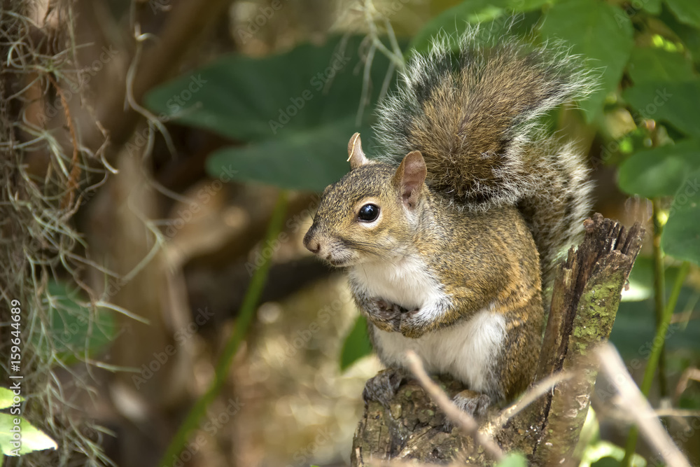 Portrait of a Squirrel Portrait of a Squirrel