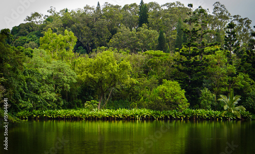 Jungle Reflections 1