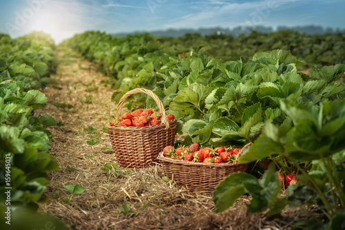 Baskets of fresh strawberries photo