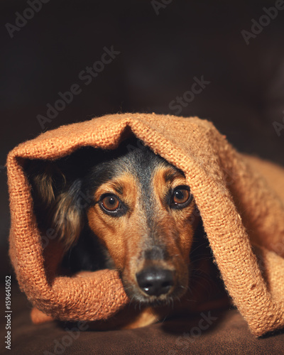 Small black and brown dog hiding under orange blanket on couch looking scared worried alert frightened afraid wide-eyed uncertain anxious uneasy distressed nervous tense