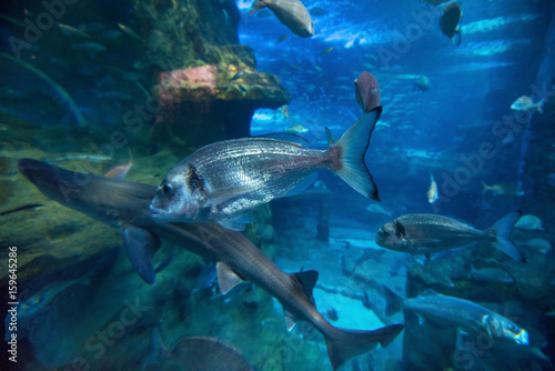 Fishes swimming in large seawater aquarium