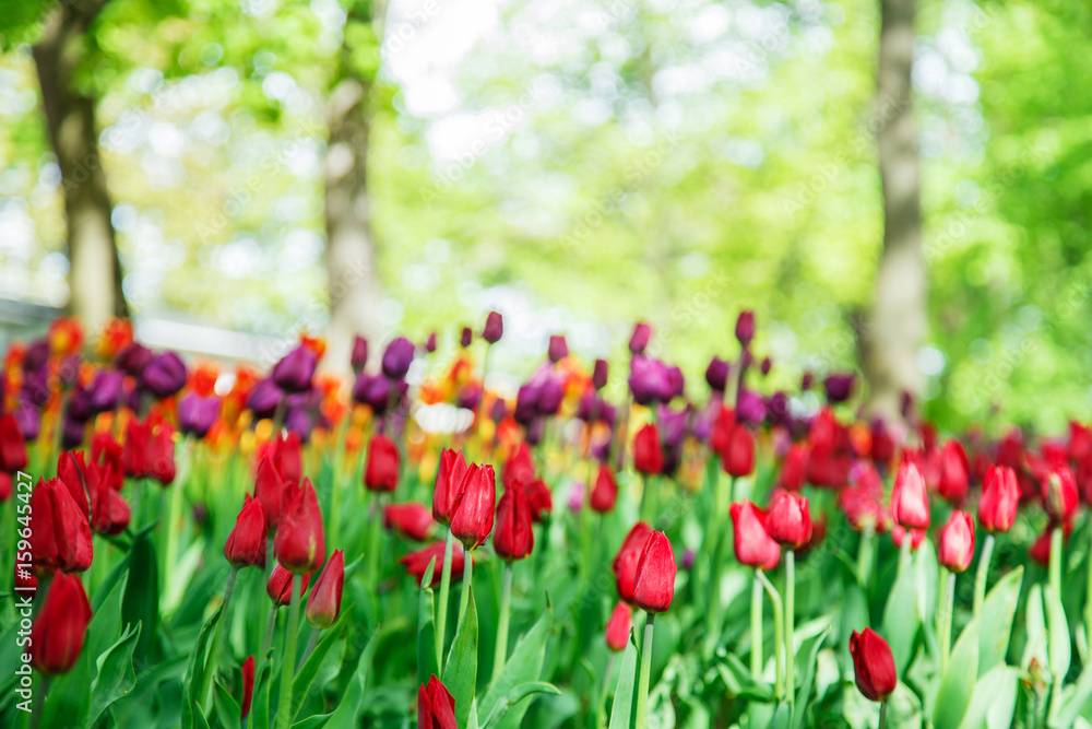 Amazing blooming tulips in the spring city park. Amazing blooming tulips in the spring city park.