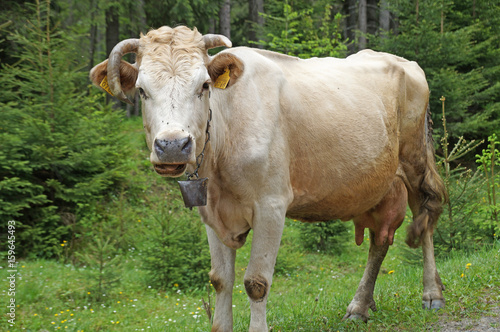 Cows graze on the mountain pastures of the Ukrainian Carpathians