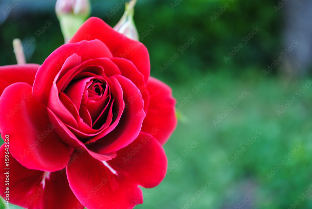 Tender red rose Tender red rose