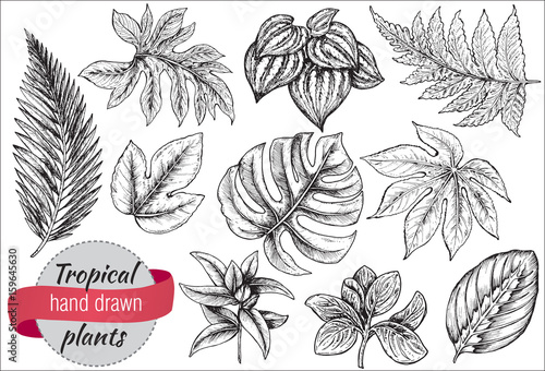 Vector collection of hand drawn tropical flowers and leaves