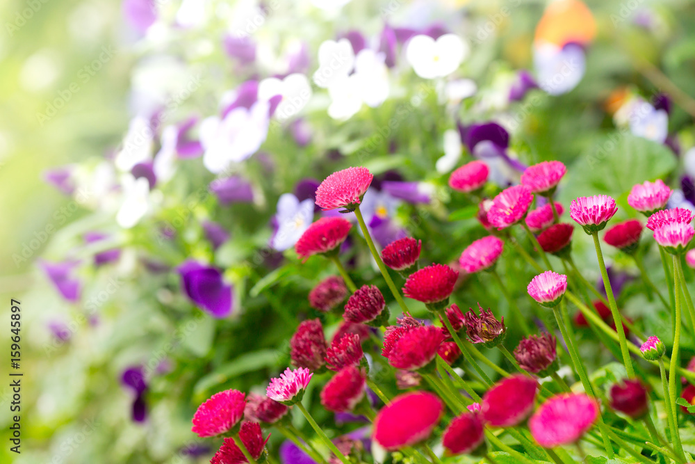 multicolored chrysanthemum background multicolored chrysanthemum background