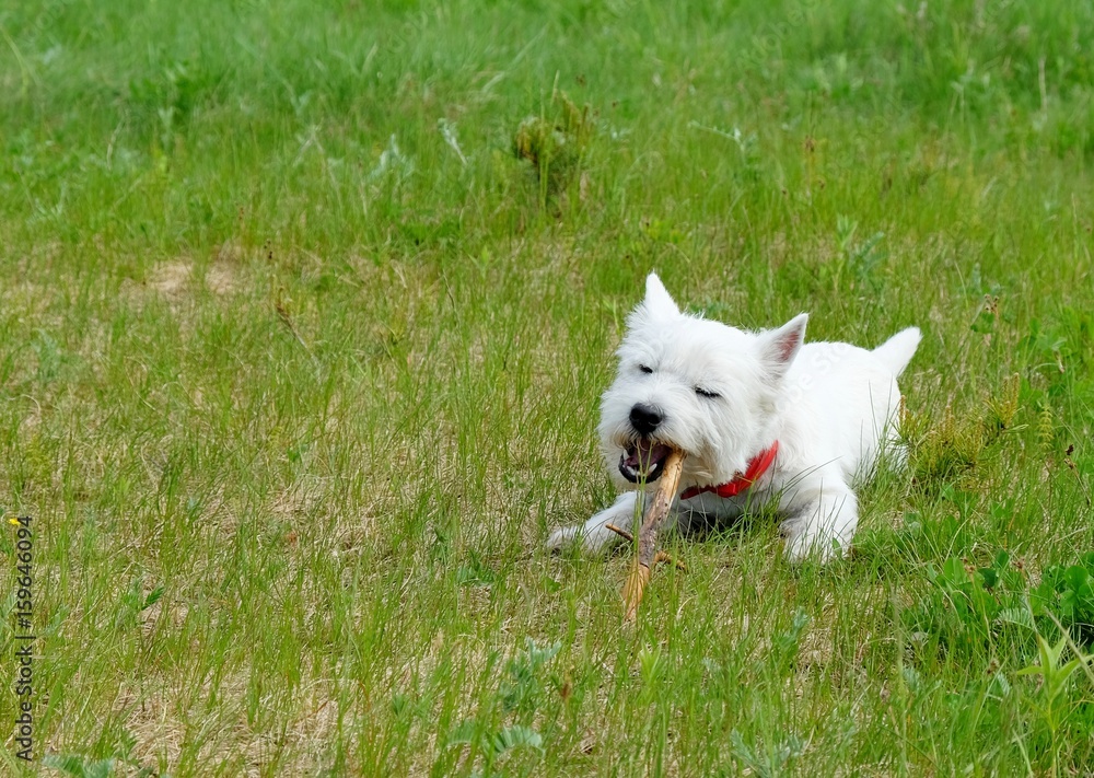 West highland white terrier playing with the stick on the green grass. Summertime. West highland white terrier playing with the stick on the green grass. Summertime.