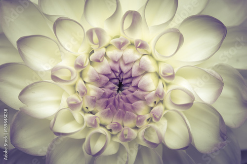 Fototapeta Naklejka Na Ścianę i Meble -  abstract chrysanthemum background
