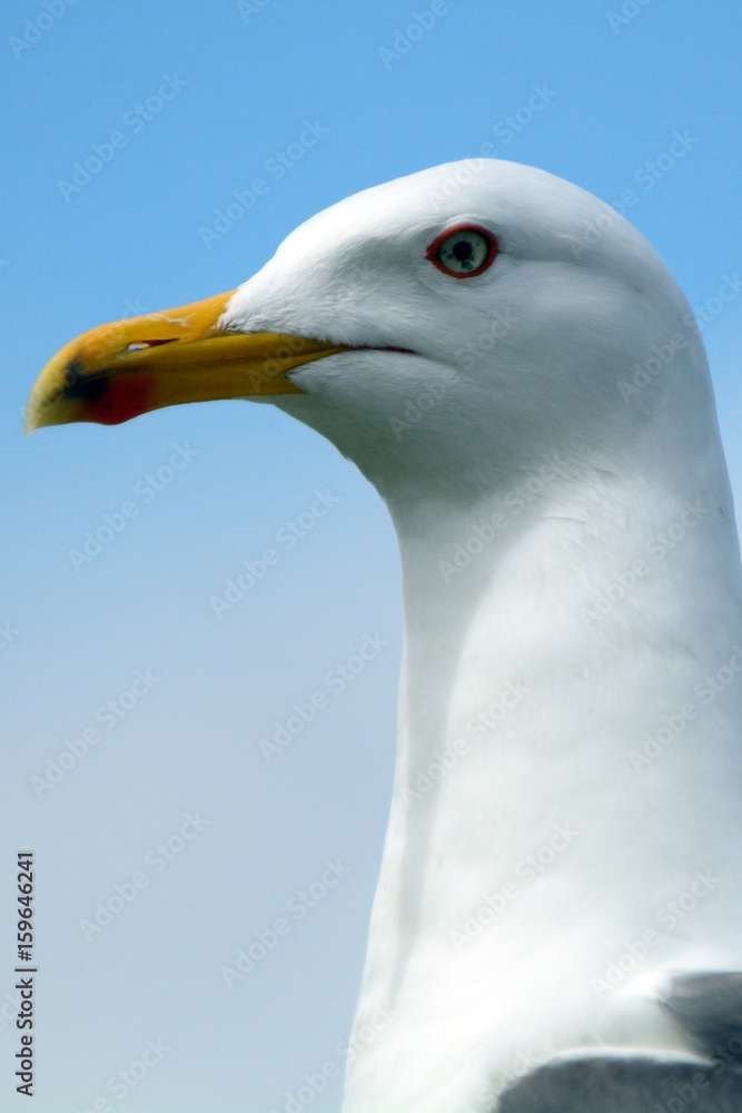 Black-backed gull, Inchcolm Island, Scotland Black-backed gull, Inchcolm Island, Scotland