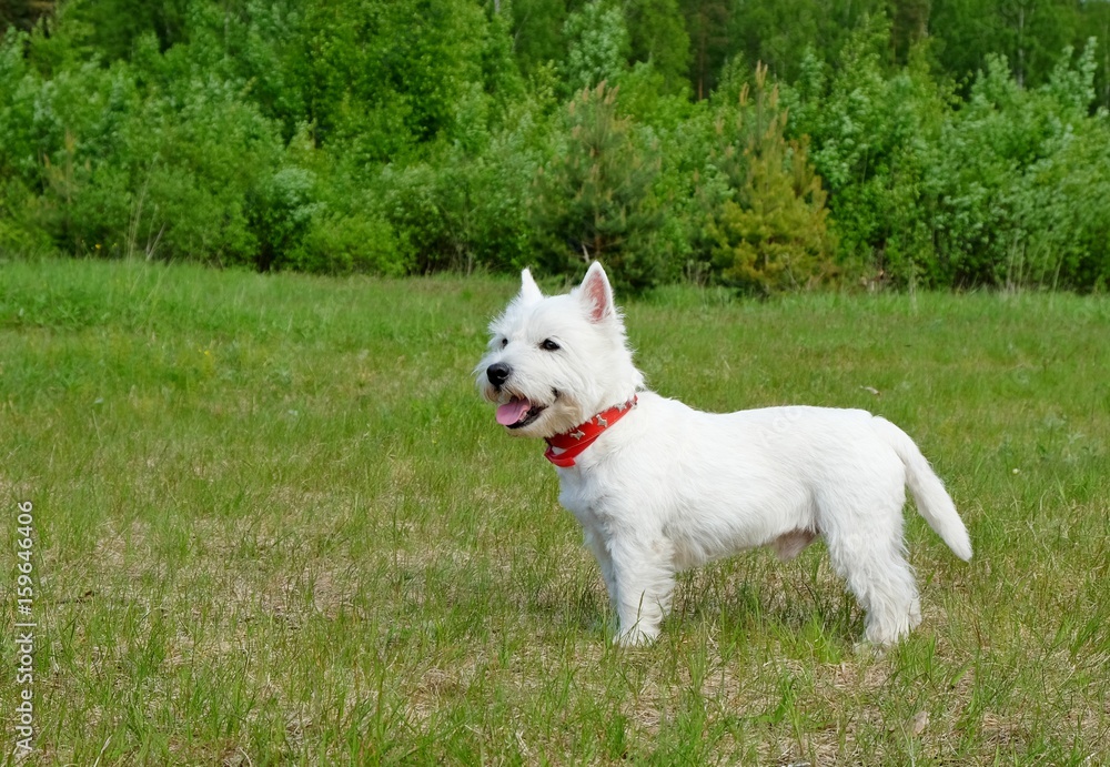 West highland white terrier in the grass. Summertime.