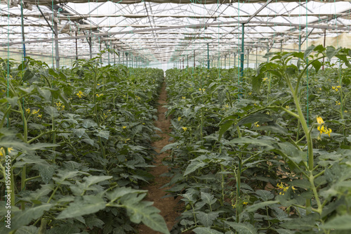 Rows of tomato plants growing inside in a industrial greenhouse