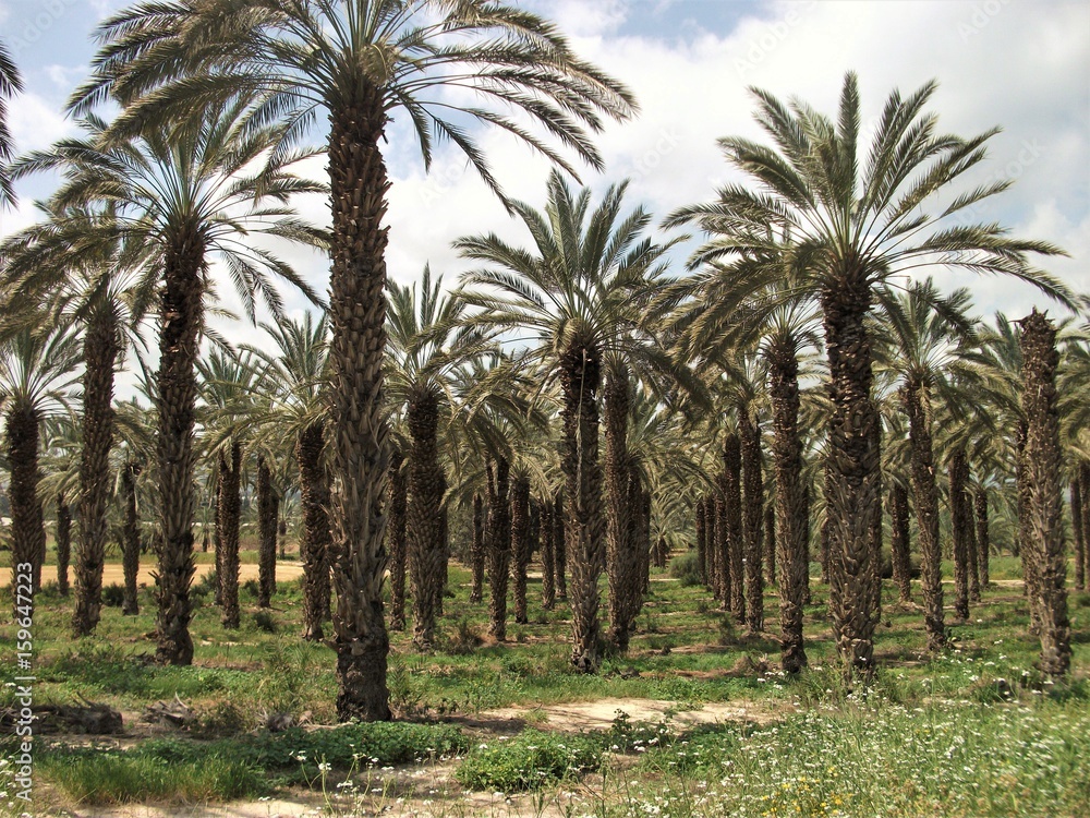 Palmenwald in Israel