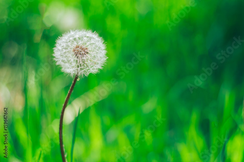 Fototapeta Naklejka Na Ścianę i Meble -  dandelion on green grass background