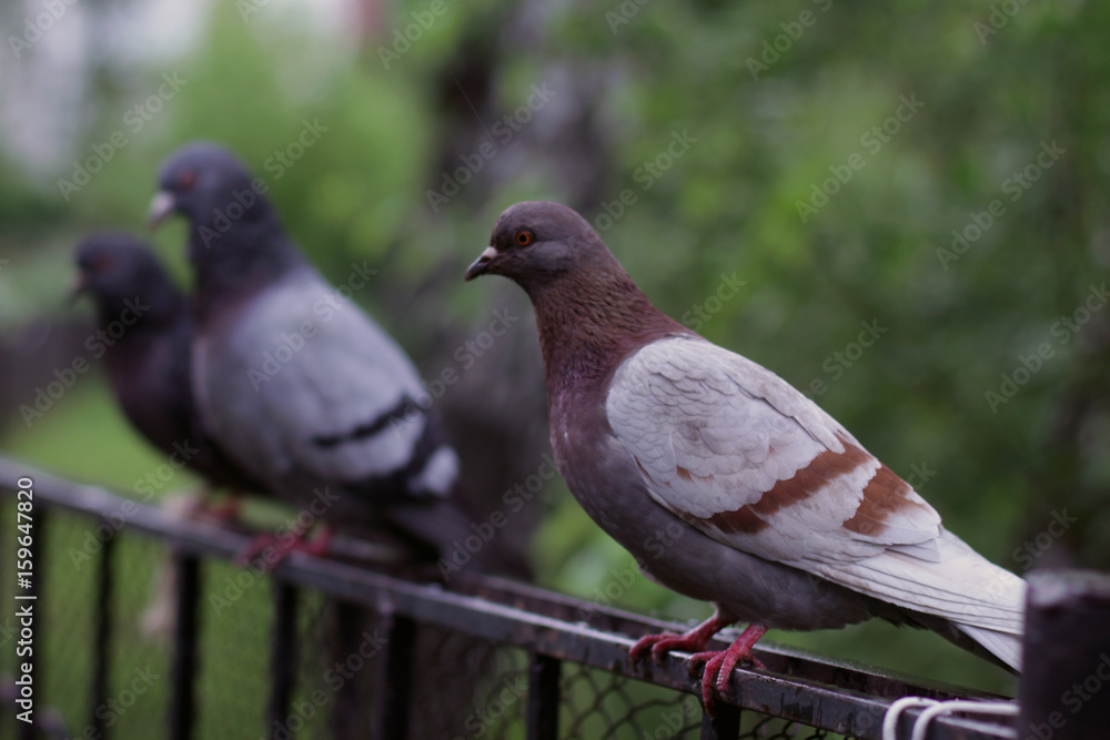 Obraz premium Pigeon