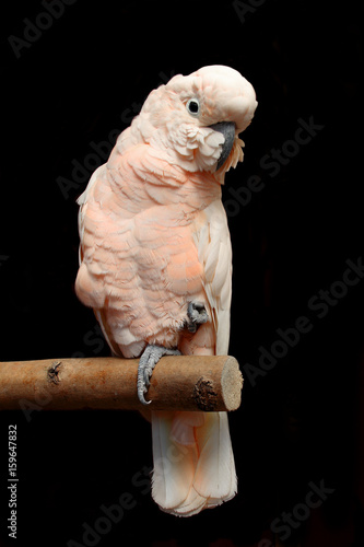 Cockatoo