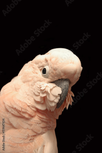 Cockatoo