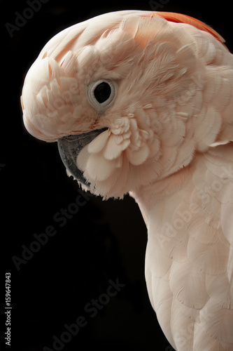 Cockatoo