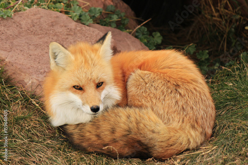 Fox by the den