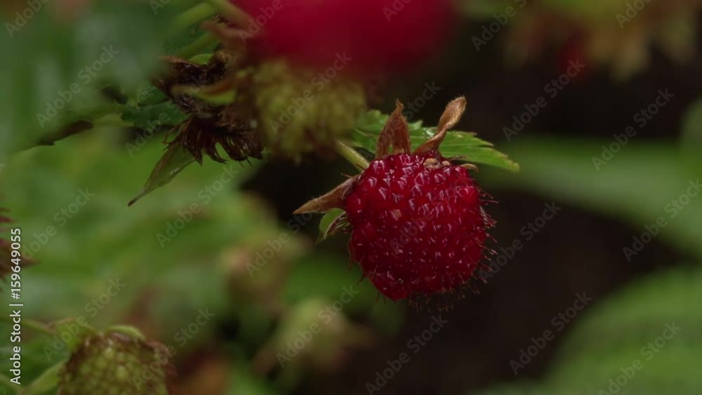 Wild Hawaiian Rasberry in Wilderness Wild Hawaiian Rasberry in Wilderness