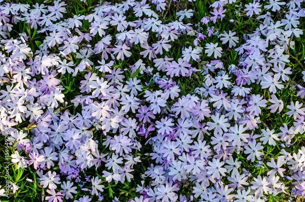 Blossoming phlox in forest Blossoming phlox in forest