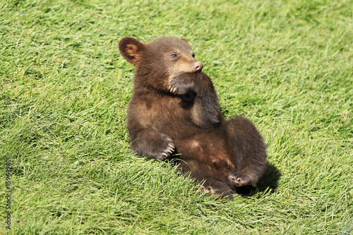 New baby brown bear cub