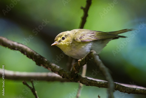 Pouillot siffleur - Wood Warbler (Phylloscopus sibilatrix)