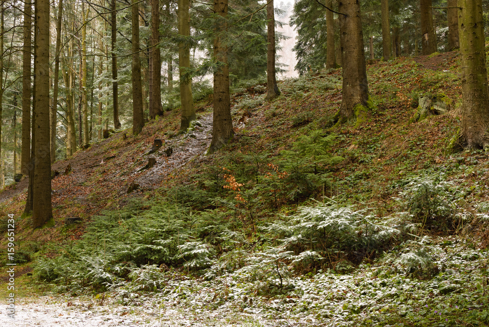 Spring forest in light snow. Spring forest in light snow.