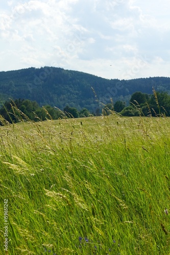 Summer landscape