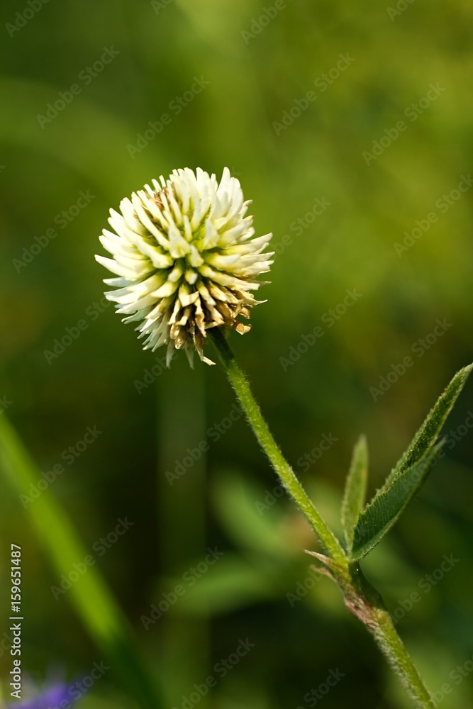 Trifolium montanum Trifolium montanum