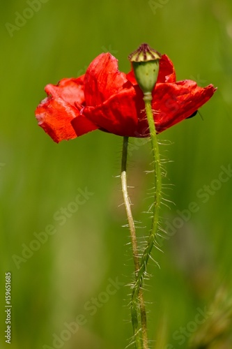 Poppies, Red Weed photo