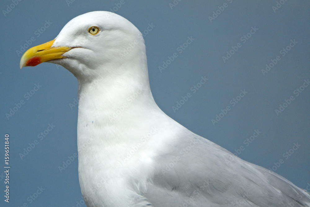 Black-backed gull, Inchcolm Island, Scotland Black-backed gull, Inchcolm Island, Scotland