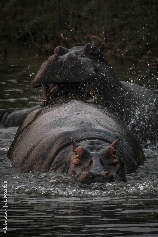 Fototapeta premium Flusspferd