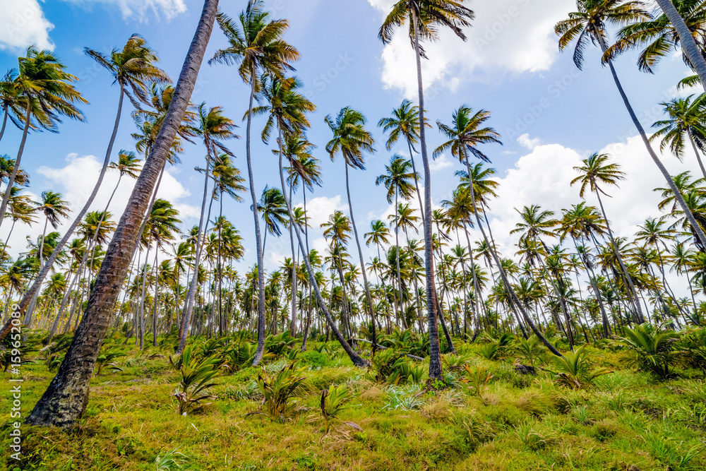 Coconut tree forest plantation field farm Mayaro Manzanilla Trinidad and Tobago Coconut tree forest plantation field farm Mayaro Manzanilla Trinidad and Tobago