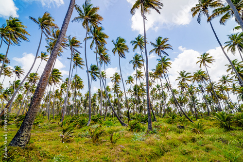 Coconut tree forest plantation field farm Mayaro Manzanilla Trinidad and Tobago