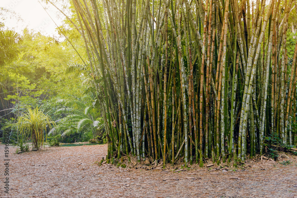 Fototapeta premium Tropical bamboo forest in Trinidad and Tobago