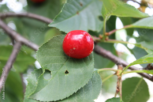 Plakat cherry